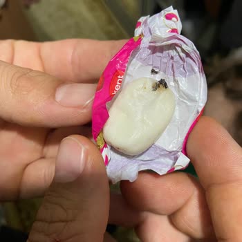 Kent Şekerleri Kent Şekerin İçindeki Böcek