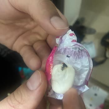 Kent Şekerleri Kent Şekerin İçindeki Böcek