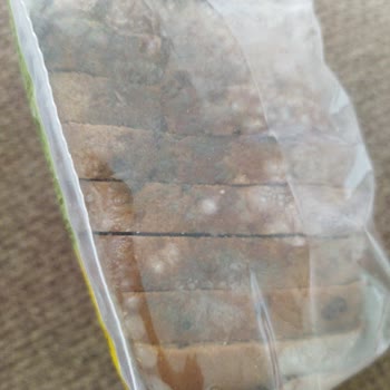 Migros Taze Alınan Ekmekte Küflenme Hayal Kırıklığı