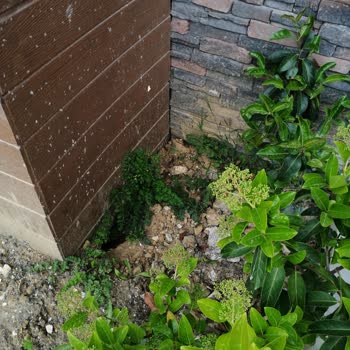 Emlak Konut GYO Şile İdealist Koru Projesi