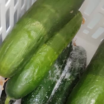 Sıfır Alınan Siemens Buzdolabının Ayıplı Çıkması