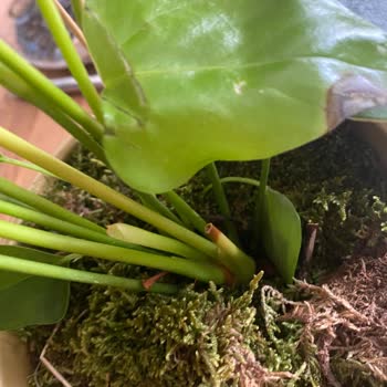 Çiçek Sepeti'nin Görseldeki İle Alakası Olmayan Çiçekleri Göndermesi