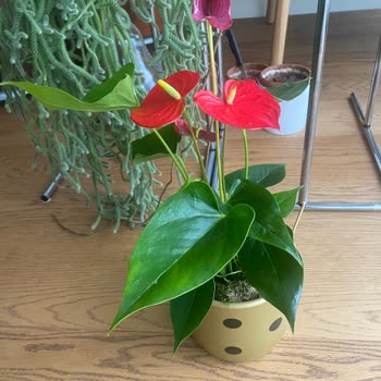 Çiçek Sepeti'nin Görseldeki İle Alakası Olmayan Çiçekleri Göndermesi