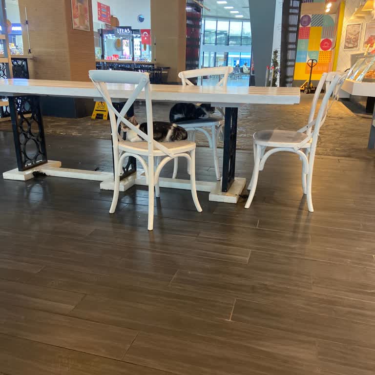 Panista İDO Kedi Sorunları Her Yerde