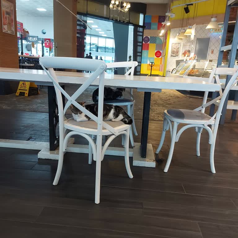 Yenikapı İdo Panista Şikayetim Var Kediler