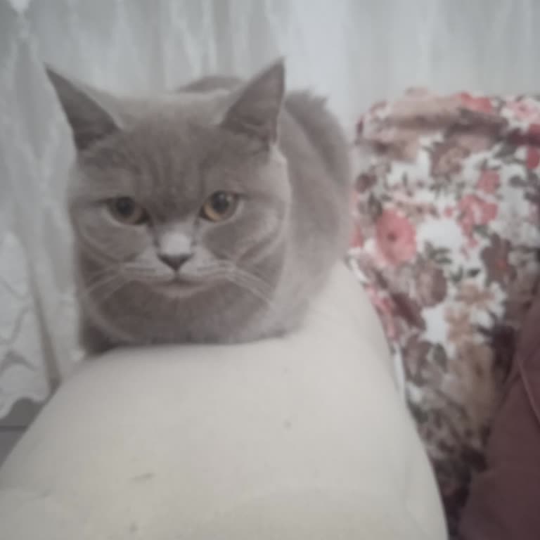 Dr. Pati Veteriner Kliniği Kedim Öldü Patim Veteriner