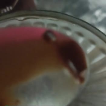 Kent Boringer Çikolatalı Sostan Kurt Çıktı