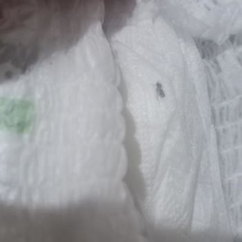 Sleepy Natural Külot Bebek Bezinin Dikişli Kısmının İçinde Sinek Çıktı