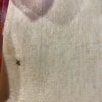 A101'den Aldığım Böcekli Milföy