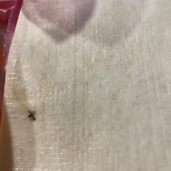 A101'den Aldığım Böcekli Milföy