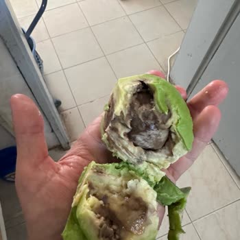 Migros Iğdır Avokadolar İçleri Bozuk