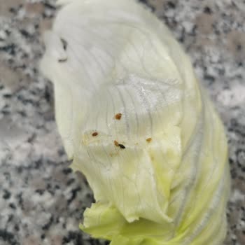 Komagene Etsiz Çiğköfteyi Böcekli Yiyorduk Neredeyse