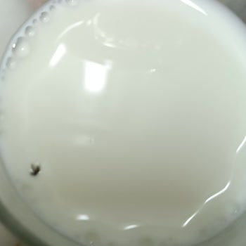 Dost Süt İçinden Sinek Çıktı