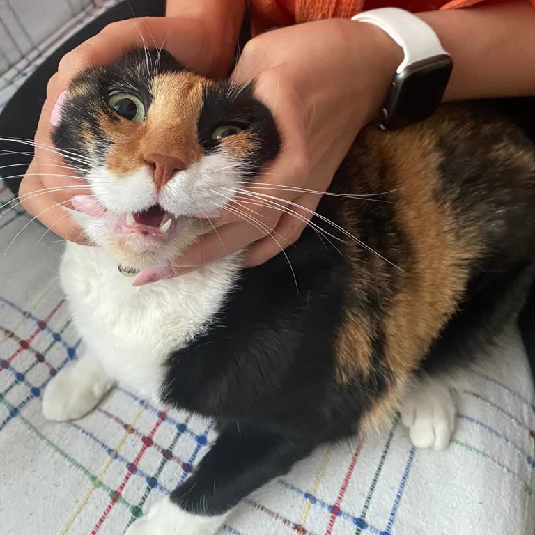 Kökekuba Veteriner Kliniği İlgisiz Ve Bilgisiz