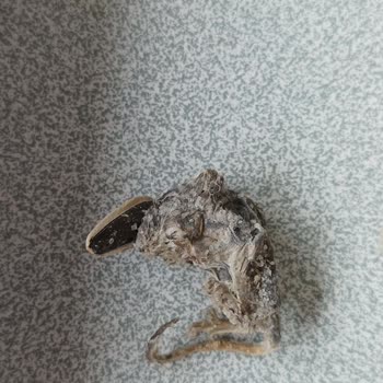 Amigo Çekirdeğinde Yavru Fare Çıktı