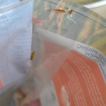A101 Marketten Almış Olduğum Hasata Marka Pilavlık Pirinç Kutlu Çıktı