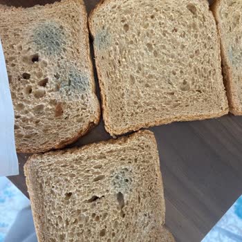 BİM Küflü Ekmek Üretim Tarihi İleri Tarih Basılmış