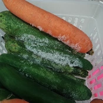 Profilo Buzdolabımda Koku Var Ve Buz Tutuyor