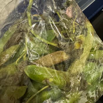 Getir Büyük Sorunu Ürünlerin Çürük Getirilmesi