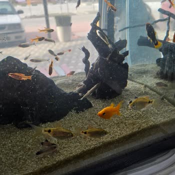 Cikletist Akvaryum Petshop Yanıltıcı Fotoğraflar Ve Umursamaz Tavırlar!