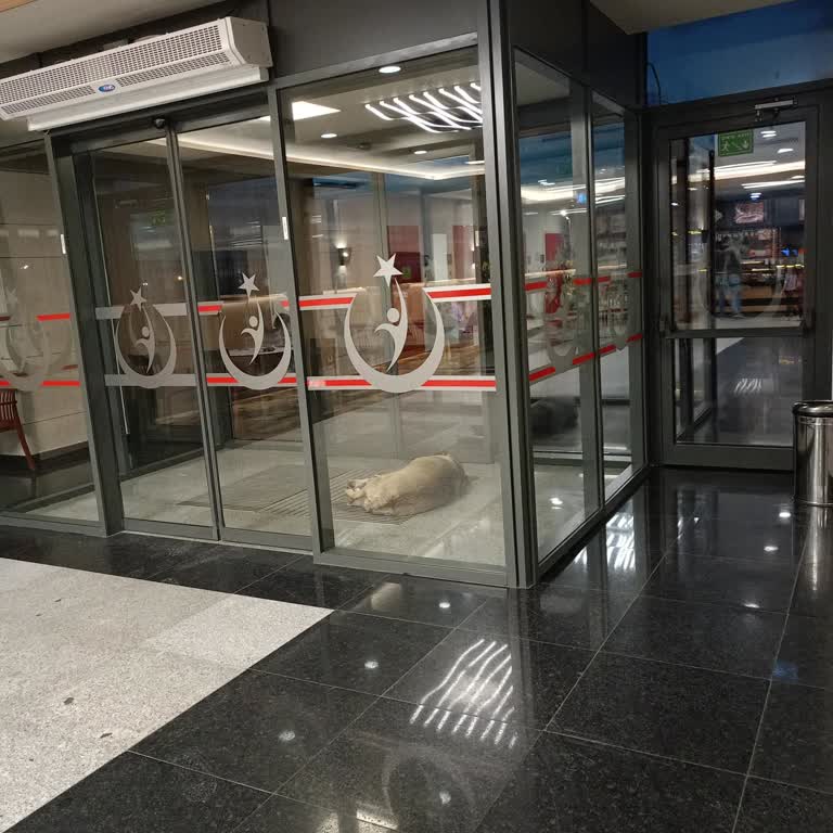 Eskişehir Büyükşehir Belediyesi Eskişehir Köpek Sorunu