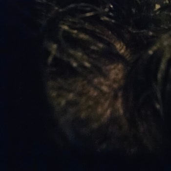 Clear Bitkisel Sentez Ginseng Ve Ardıç Özlü Şampuan Tekrar Üretilmeli.