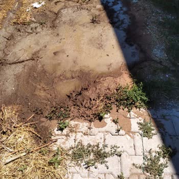 Yerleşim Yerinde Hayvancılık Olmasından Rahatsızız Mahalleli Olarak