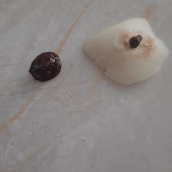 Hazım Ağa Süt Ürünleri Pe. Y. Ni'r. İye Tost Peyniri Haz. Im. Ağ A Süt Ürünleri Siyah Cisim