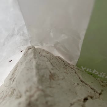 Söke Un Söke Tam Buğday Unu Karıncalarla Dolu