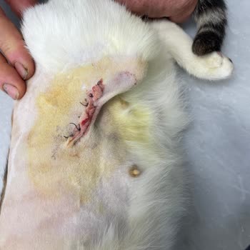 T. C. Cumhurbaşkanlığı İzmir Kültürpark Kedi Kısırlaştırma