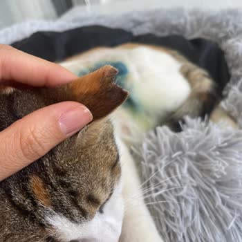 T. C. Cumhurbaşkanlığı İzmir Kültürpark Kedi Kısırlaştırma