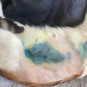 T. C. Cumhurbaşkanlığı İzmir Kültürpark Kedi Kısırlaştırma