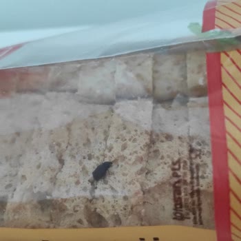 Nimet Marka Ekmeğin İçinden Böcek Çıktı