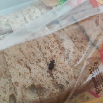 Nimet Marka Ekmeğin İçinden Böcek Çıktı