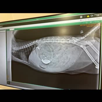 Arlen Veteriner Kliniği Zeytinimizin Hayatını Kaybetmesine Sebep Olan Klinik