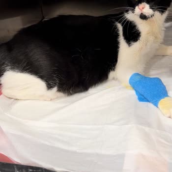 Arlen Veteriner Kliniği Zeytinimizin Hayatını Kaybetmesine Sebep Olan Klinik