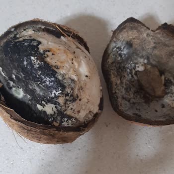 Fix Gross Çürük Meyve Satıyor İnsan Sağlığını Hiçe Sayıyor