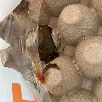 Migros Sanal Market Kurtlanmış Ürün Gönderip İade Kabul Etmiyor.