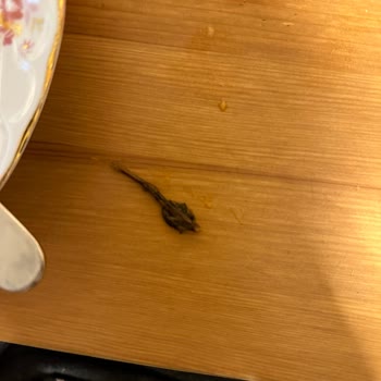 SuperFresh Ağaç Dalı Çıktı