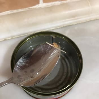 Superfresh Ton Balığındaki Beklenmedik Misafir!