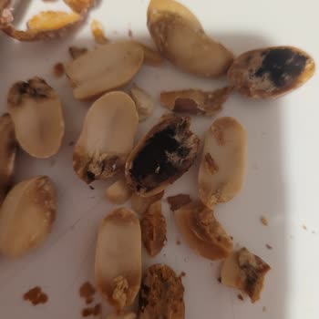 City Gross Çürük Çıkan Fıstıklar