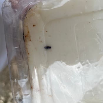 BİM Kazandibi Tatlısında Böcek