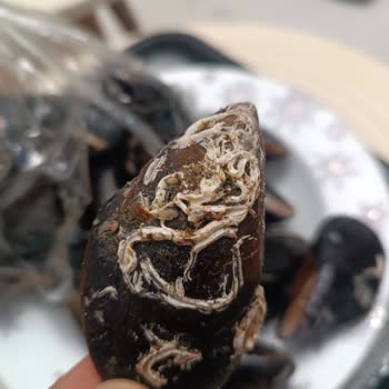 Batıkent Şubesinden Midyeler Temizlenmeden Gönderilmiş