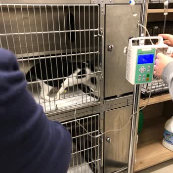 Arlen Veteriner Kliniği Zeytin Yanlış Teşhis Sonucu Vefat Etti