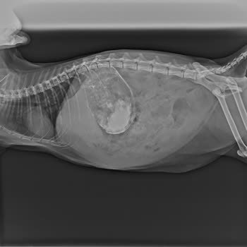 Arlen Veteriner Kliniği Zeytin Yanlış Teşhis Sonucu Vefat Etti