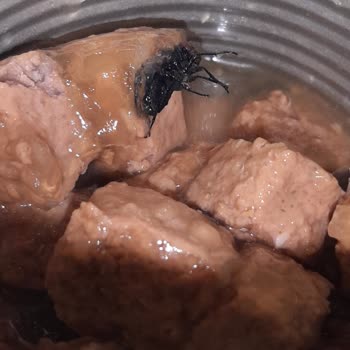 Bado Pet Food Yavru Kedi Maması Zarar Verdi