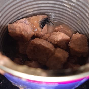 Bado Pet Food Yavru Kedi Maması Zarar Verdi