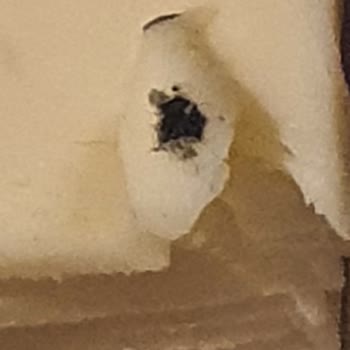 A101 Sinekli Kaşar Aldık