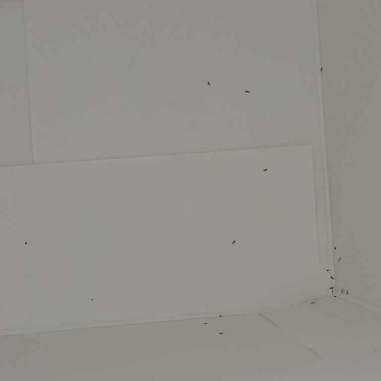 Hipp Hayal Kırıklığı: Sevdiğim Üründen Böcek Çıktı!