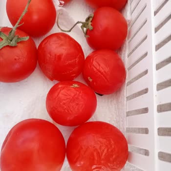 Vestel Lütfen Yetkililerin Dikkatini